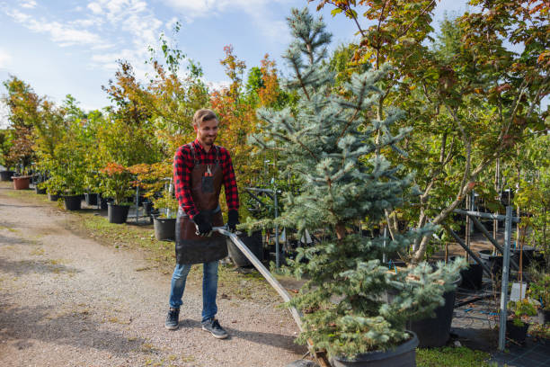 Best Tree Planting Services  in Rmel Valley Village, CA